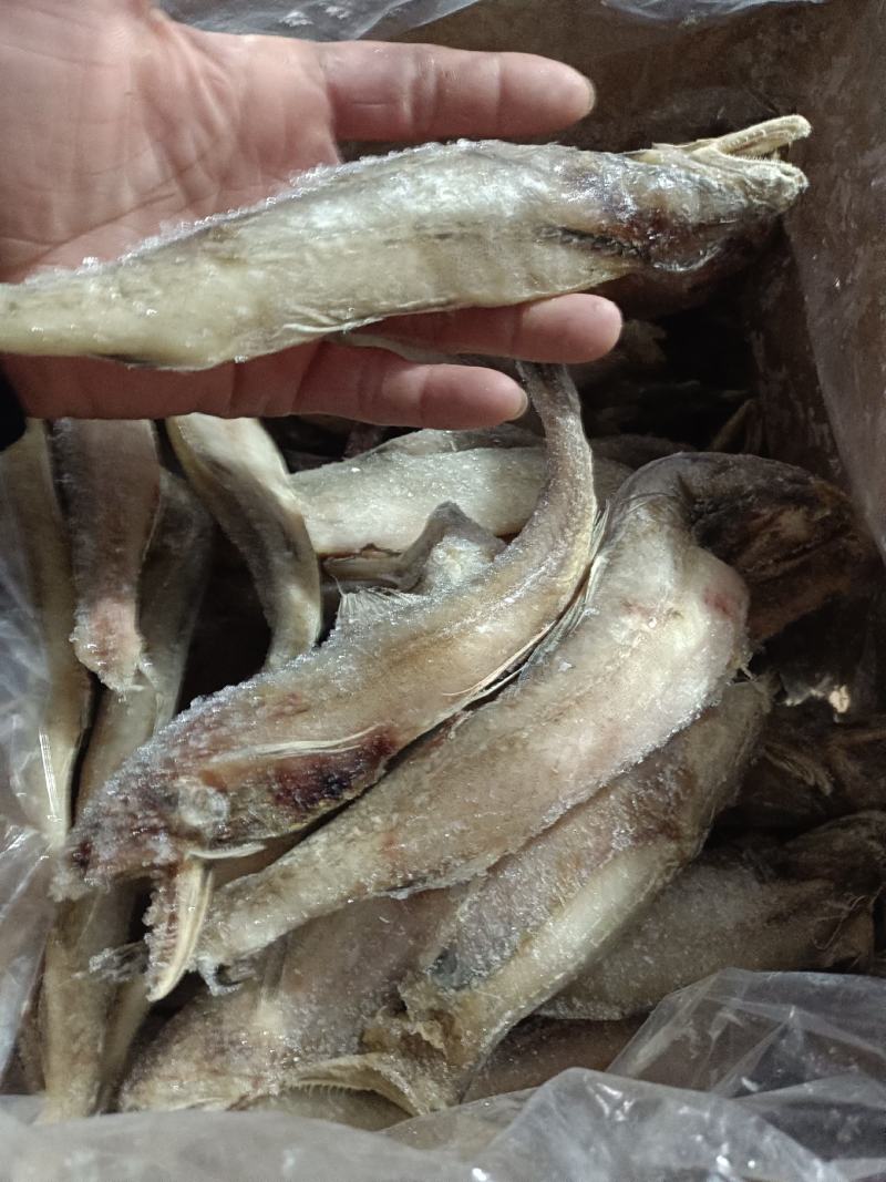 豆腐鱼、龙头鱼