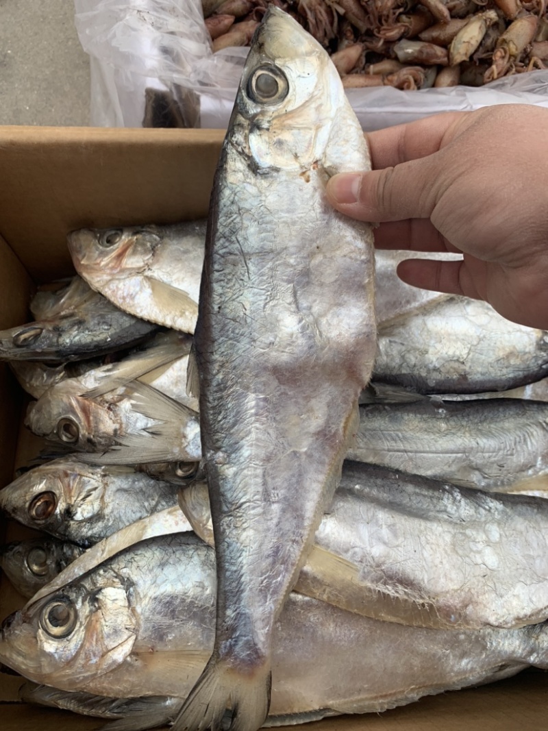 新到白磷鱼，口感好，鲜度好，摆摊佳选，超低价走