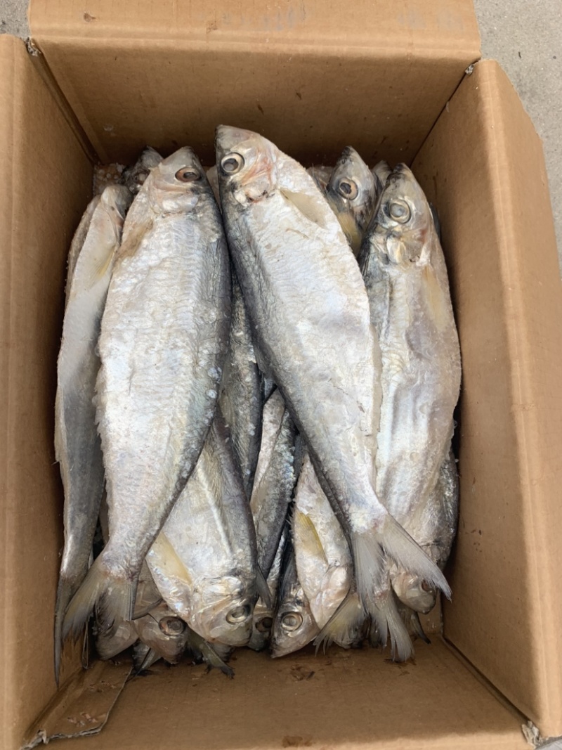 新到白磷鱼，口感好，鲜度好，摆摊佳选，超低价走