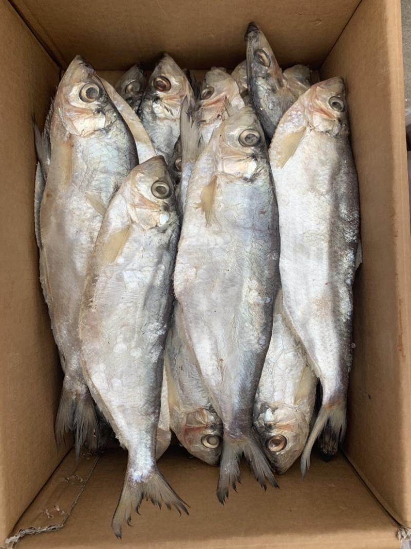 新到白磷鱼，口感好，鲜度好，摆摊佳选，超低价走