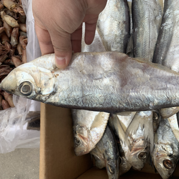 新到白磷鱼，口感好，鲜度好，摆摊佳选，超低价走