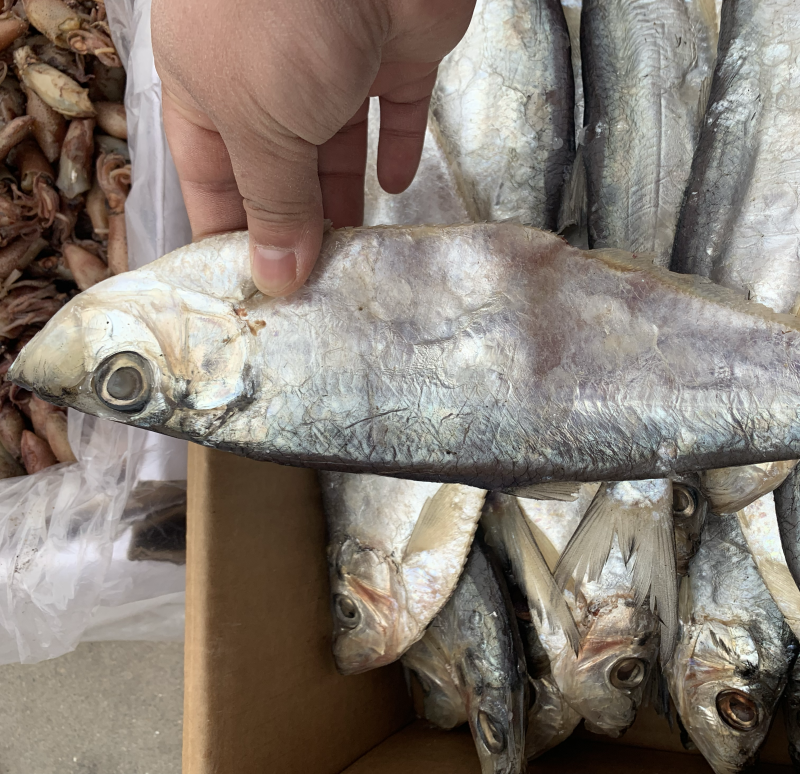 新到白磷鱼，口感好，鲜度好，摆摊佳选，超低价走
