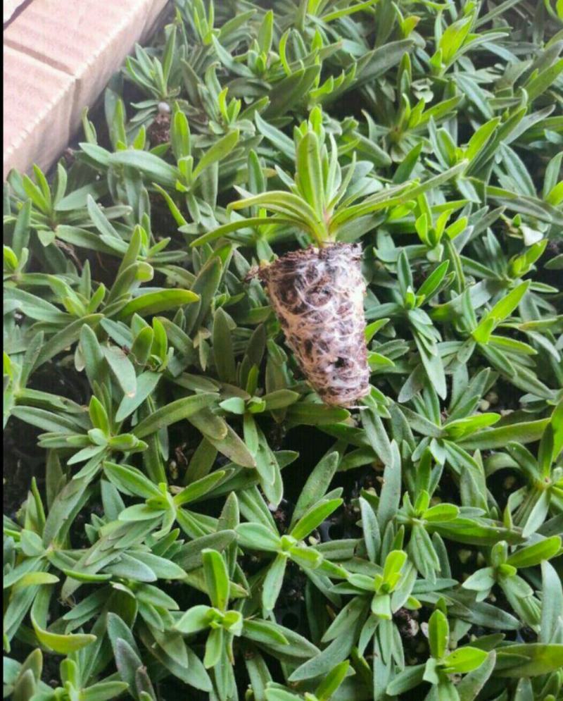 重瓣满天星小苗伊洛斯星空白庭院草本绿植种植易成好