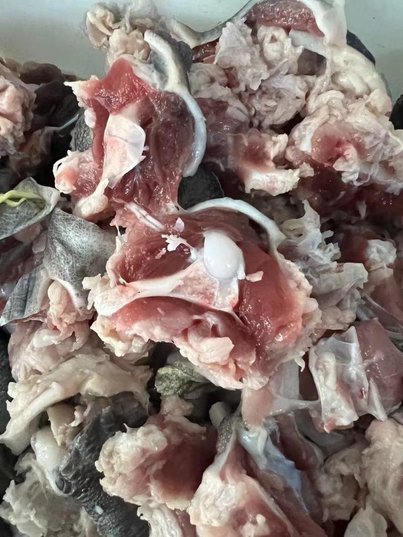 荆沙乌龟，四年左右草龟肉，肉质鲜嫩，火锅