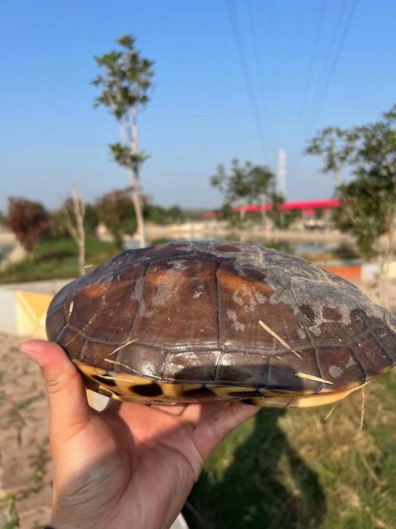 荆沙乌龟，四年左右草龟肉，肉质鲜嫩，火锅