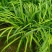 青绿苔草种子多年生景观绿化工程观叶种子四季草坪种籽
