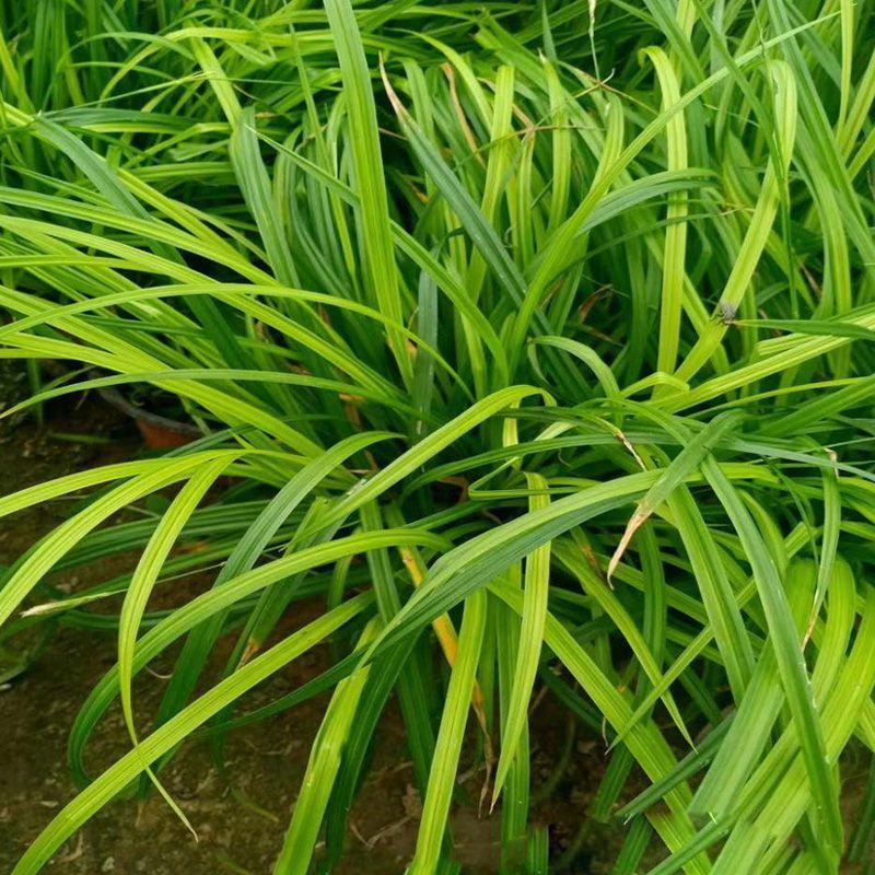 青绿苔草种子多年生景观绿化工程观叶种子四季草坪种籽