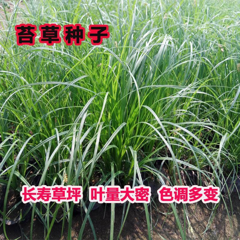 青绿苔草种子多年生景观绿化工程观叶种子四季草坪种籽
