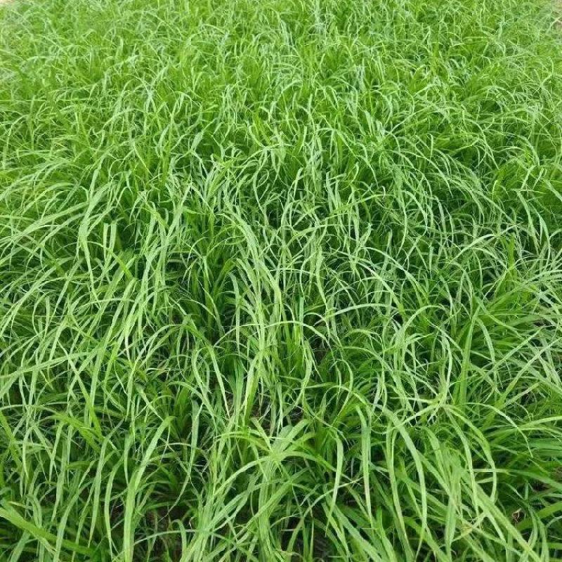青绿苔草种子多年生景观绿化工程观叶种子四季草坪种籽