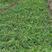 青绿苔草种子多年生景观绿化工程观叶种子四季草坪种籽