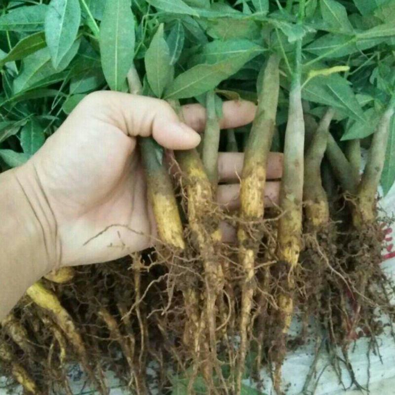 发财树小苗20-30cm高树头直径1cm~2cm现挖现卖