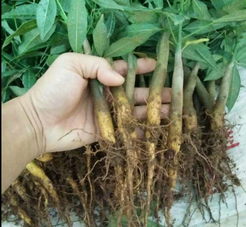 发财树小苗20-30cm高树头直径1cm~2cm现挖现卖
