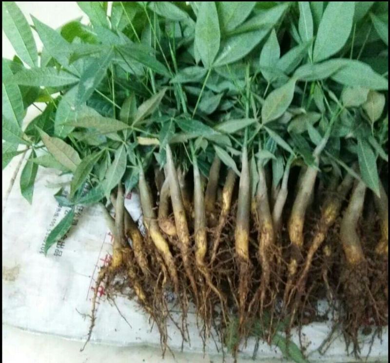 发财树小苗20-30cm高树头直径1cm~2cm现挖现卖