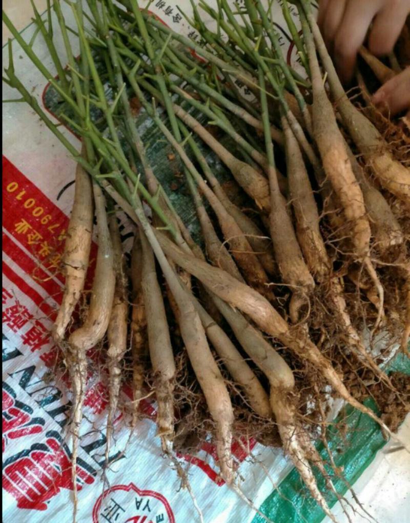 发财树小苗20-30cm高树头直径1cm~2cm现挖现卖