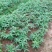 发财树小苗20-30cm高树头直径1cm~2cm现挖现卖