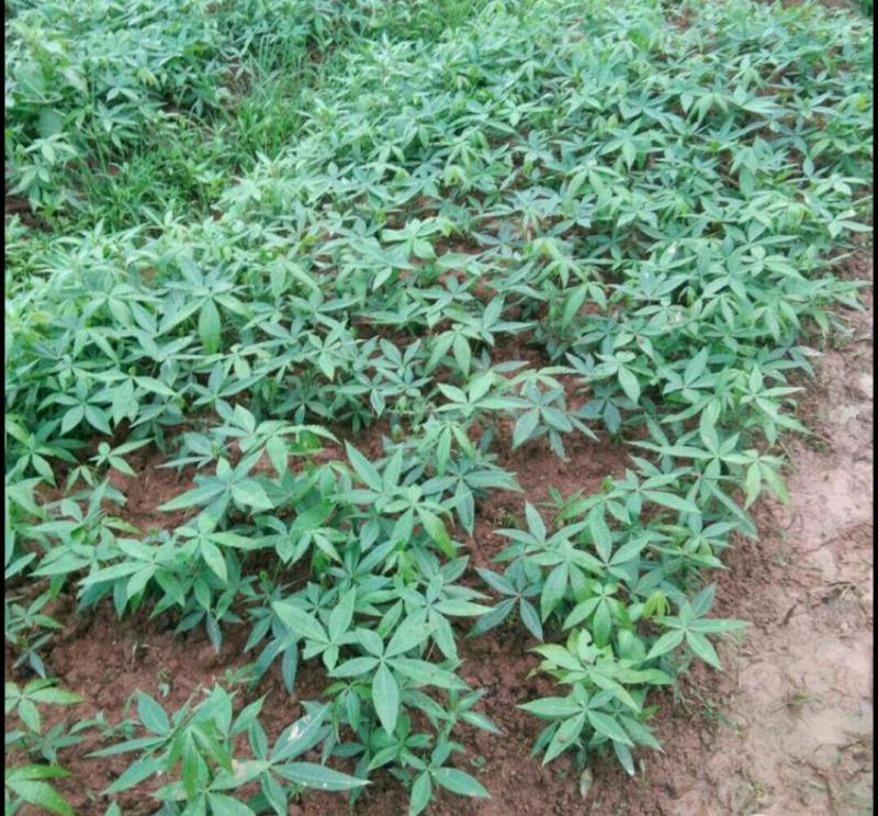 发财树小苗20-30cm高树头直径1cm~2cm现挖现卖