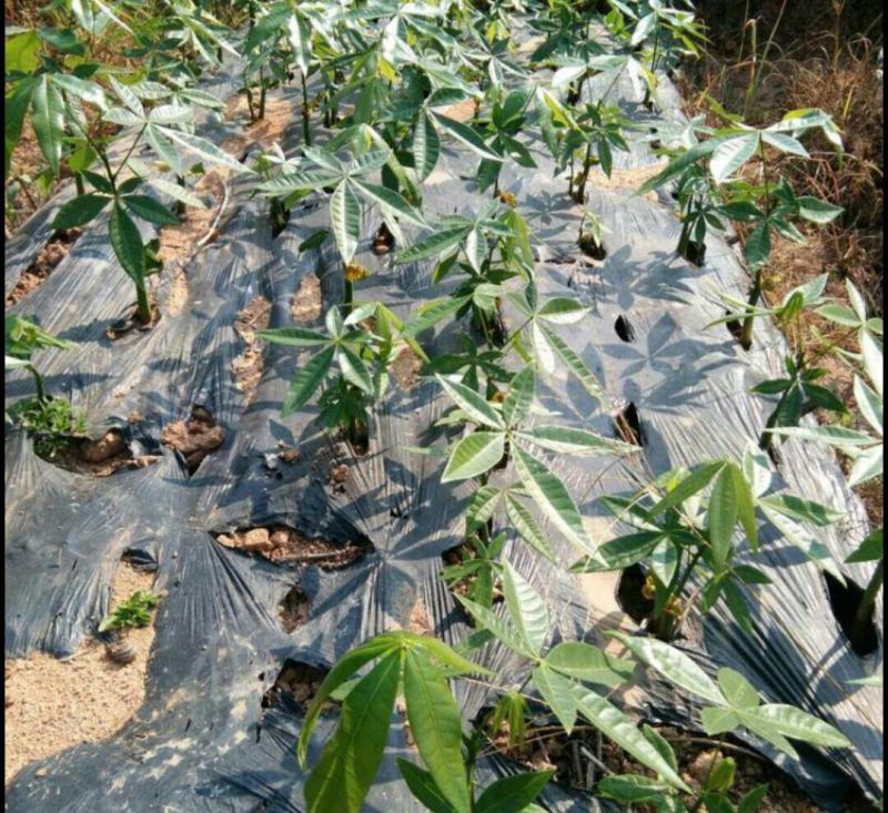 发财树小苗20-30cm高树头直径1cm~2cm现挖现卖