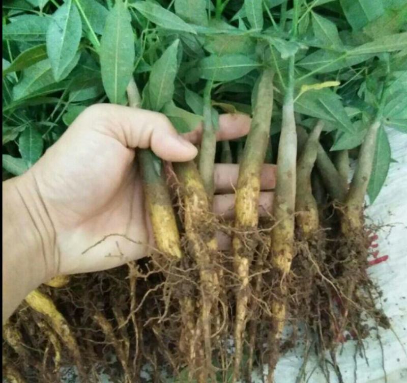 发财树小苗20-30cm高树头直径1cm~2cm现挖现卖