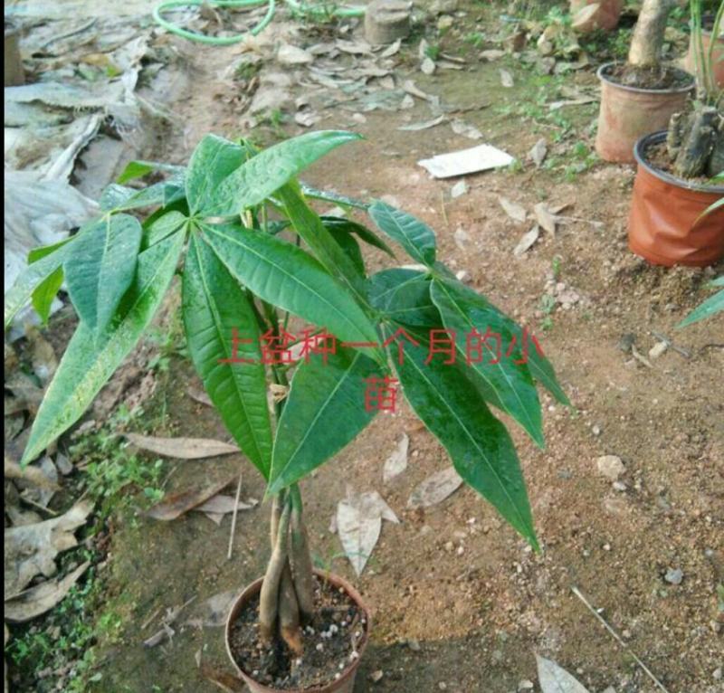 发财树小苗20-30cm高树头直径1cm~2cm现挖现卖