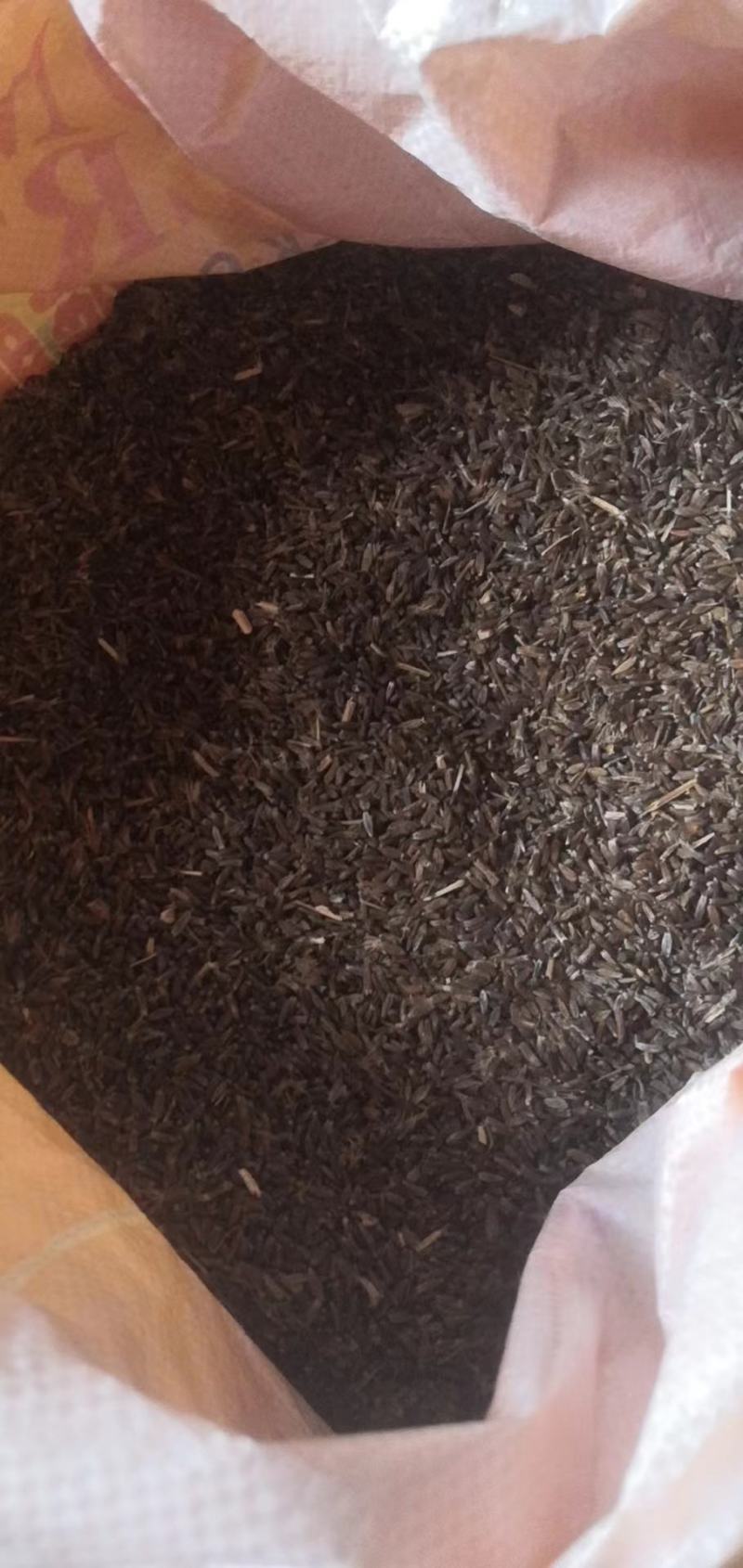 苍术籽，今天的