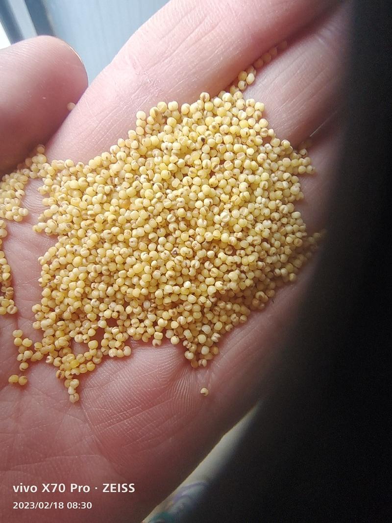 精品小米磨面小米养鸟米量大优惠品质保障