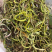 化石草结石草