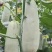 （热卖中）山东一手货源羊角蜜瓜货源充足量大从优