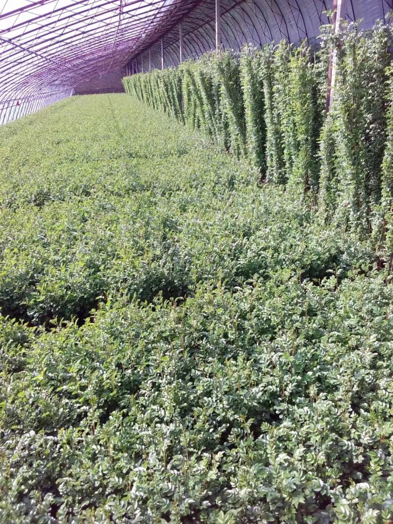 这是市场卖的红花蔷微，家庭种植不错的选择，开花爆满芳香