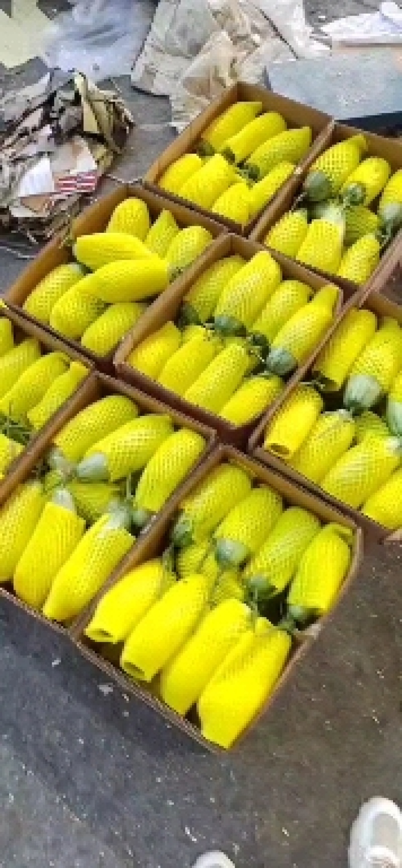 （热卖中）山东一手货源羊角蜜瓜货源充足量大从优