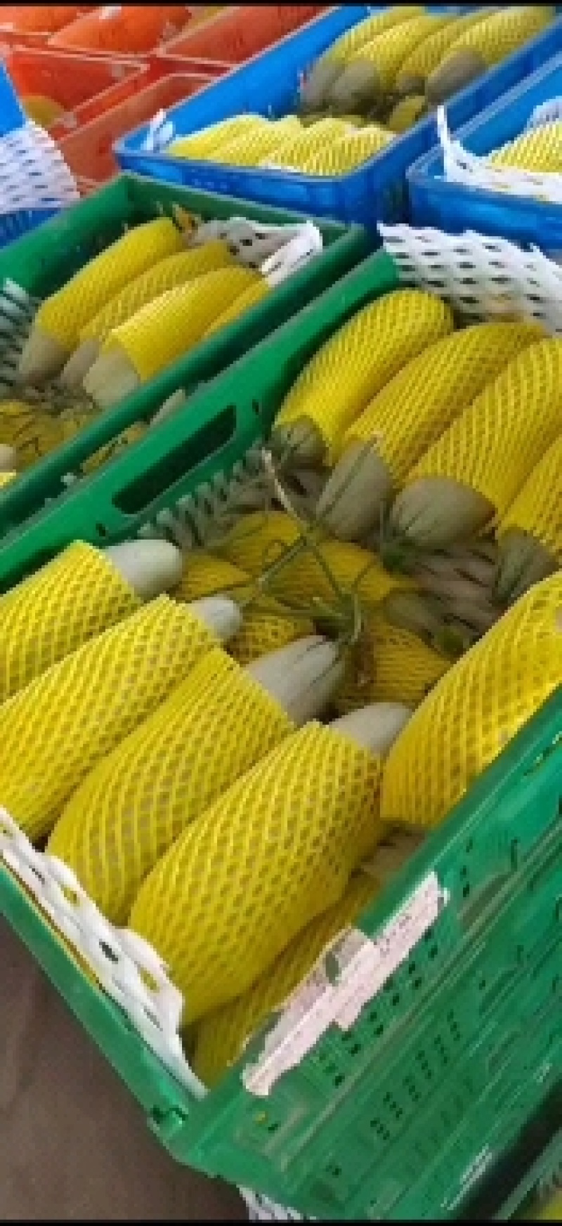（热卖中）山东一手货源羊角蜜瓜货源充足量大从优