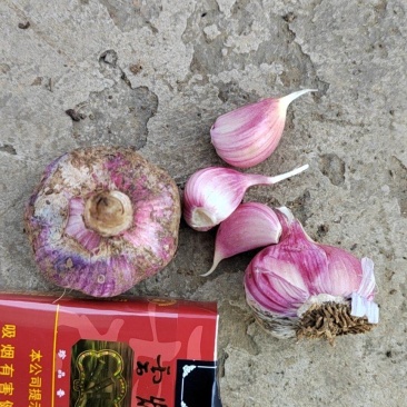 精品红蒜可做子种和走市场