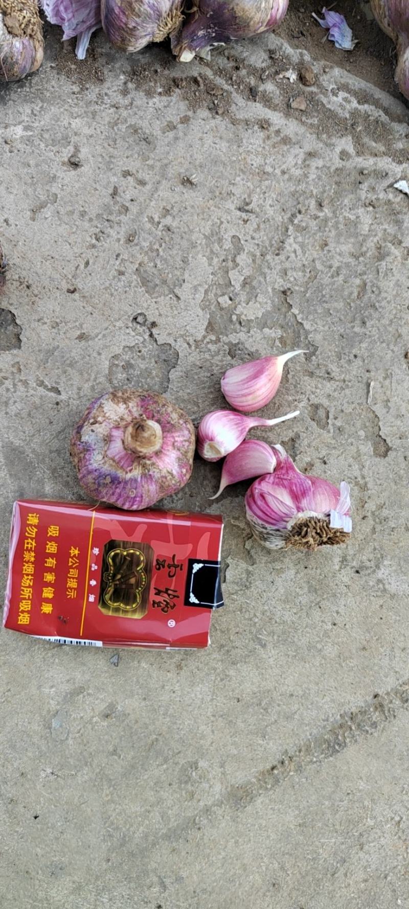 精品红蒜可做子种和走市场