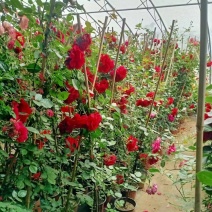 藤本月季，红花蔷薇，浓香爬藤庭院，植物盆栽阳台花卉，藤本