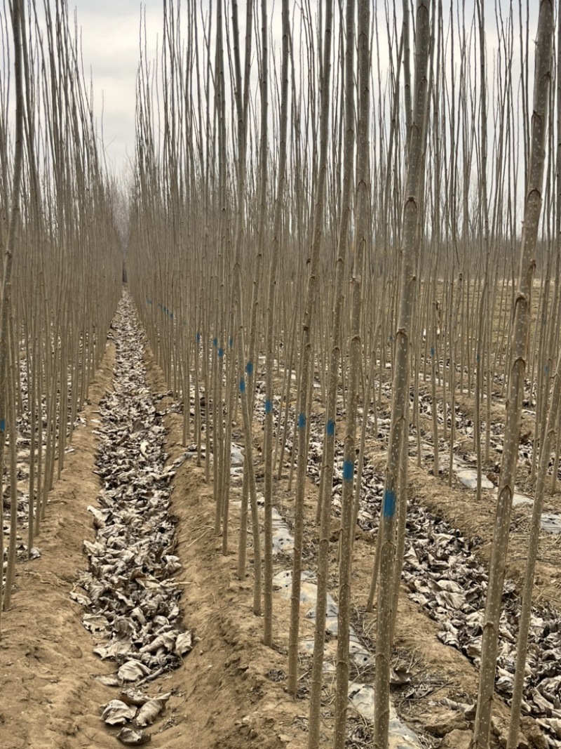 大量供应107杨树，种条