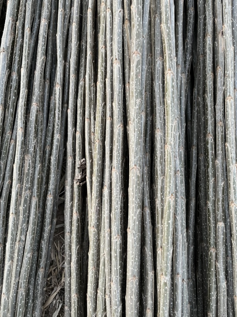 大量供应107杨树，种条
