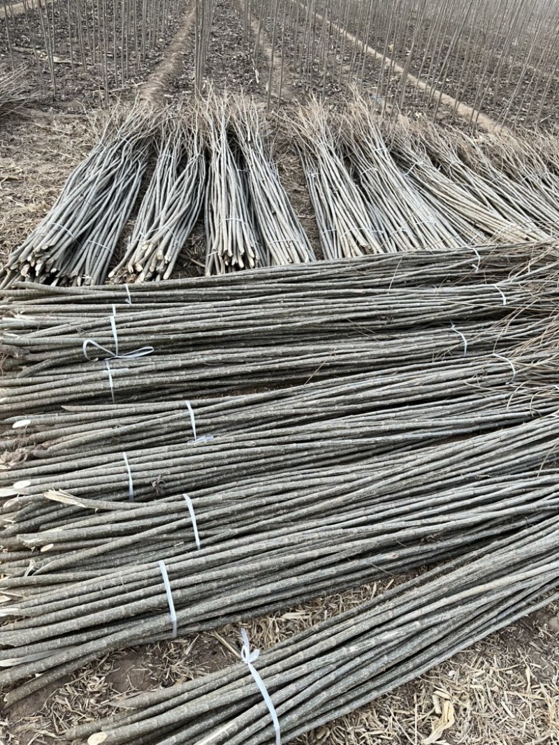 大量供应107杨树，种条