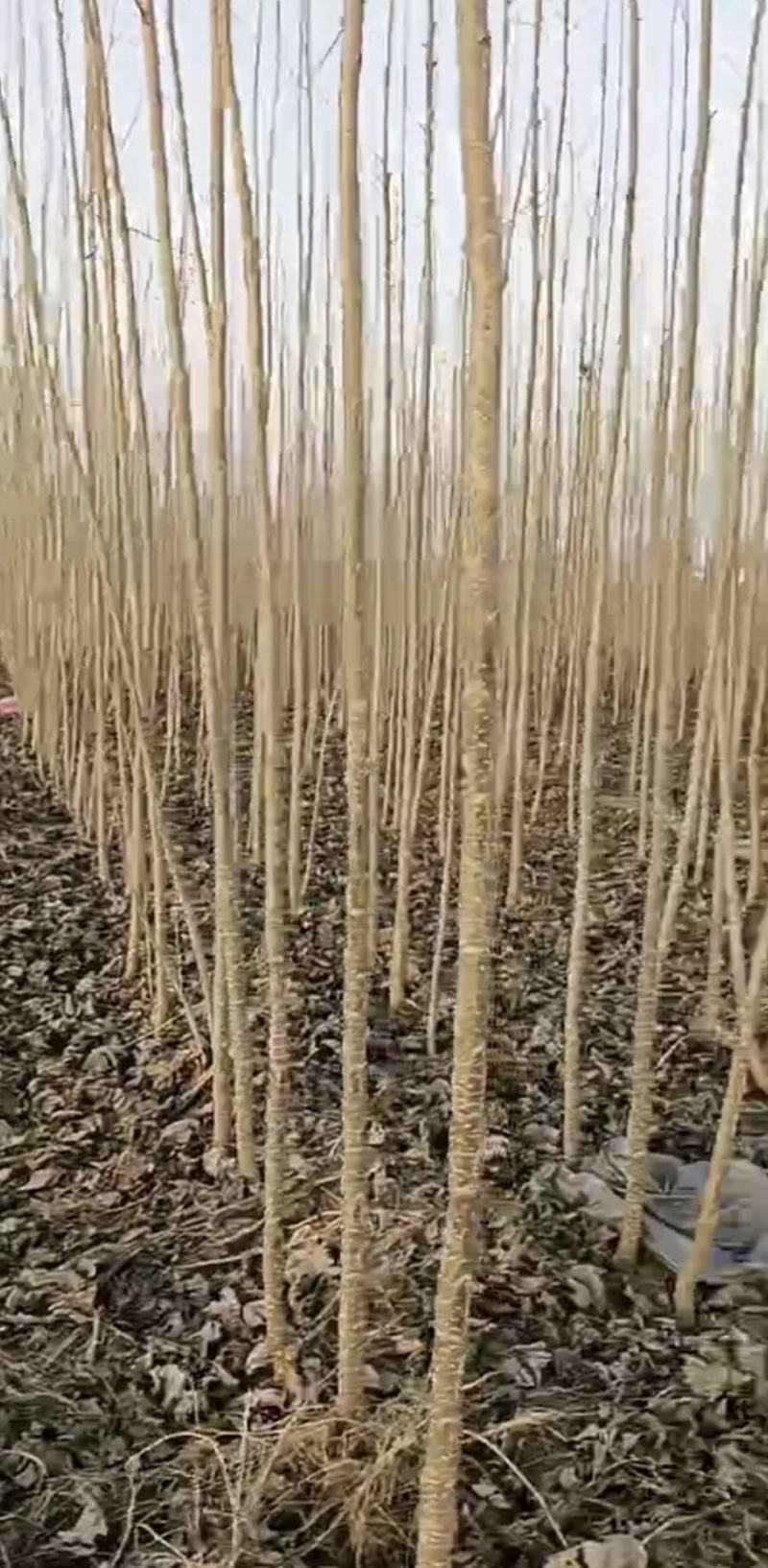 【货源充足】107杨树苗量大从优，现挖现发，欢迎采购
