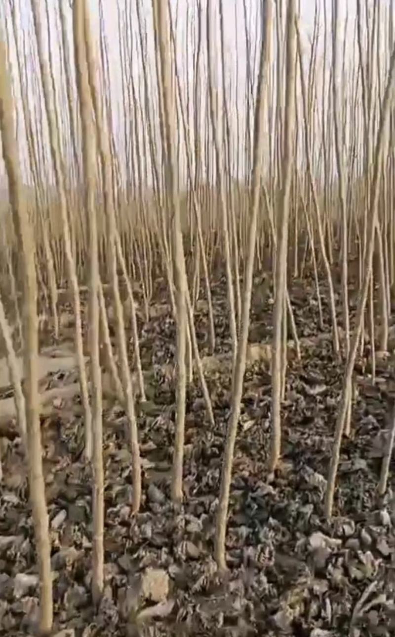 【货源充足】107杨树苗量大从优，现挖现发，欢迎采购
