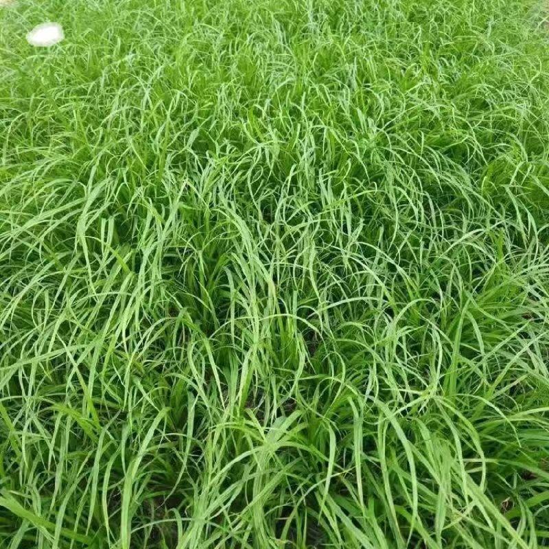 苔草种子四季青绿多年生景观绿化工程观叶种子四季草坪种籽青