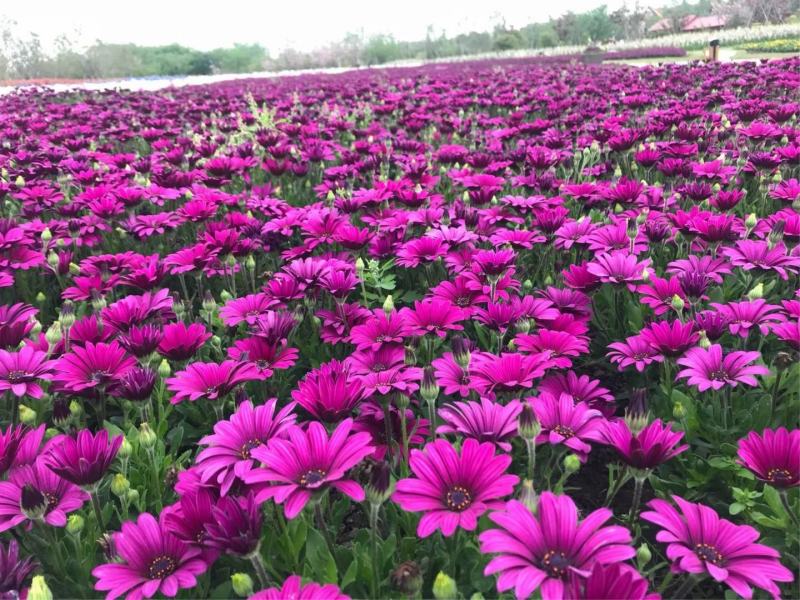 绿化景观花卉，道路绿化花卉，组合花卉让世界充满爱色彩