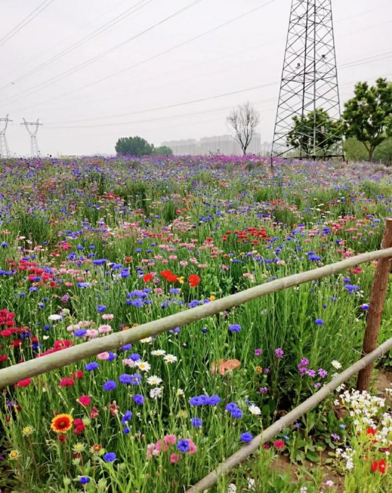 绿化景观花卉，道路绿化花卉，组合花卉让世界充满爱色彩