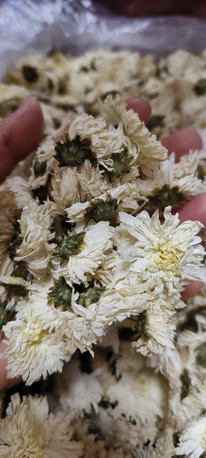 菊花白菊花干品包邮量大从优一手货源批发