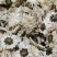 菊花白菊花干品包邮量大从优一手货源批发