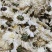 菊花白菊花干品包邮量大从优一手货源批发