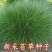 苔草种子四季青绿多年生景观绿化工程观叶种子四季草坪种籽青