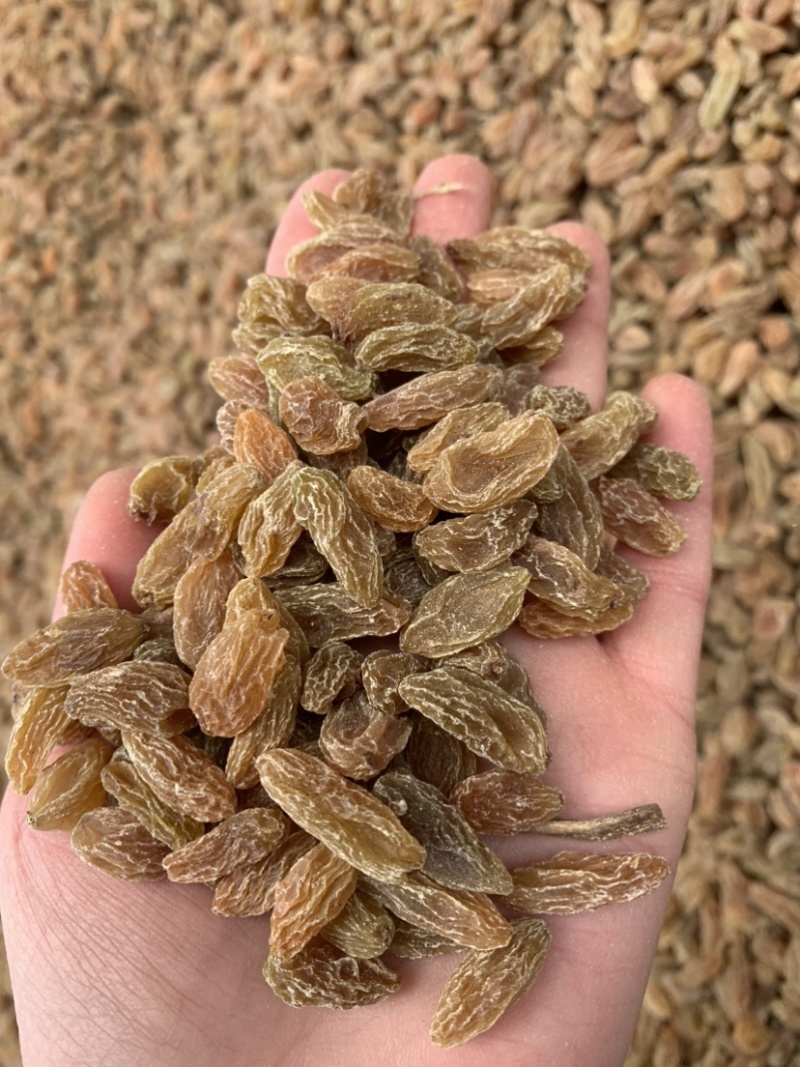 新疆黄无核白葡萄干果肉饱满、甘甜味好、风味纯正
