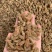 新疆黄无核白葡萄干果肉饱满、甘甜味好、风味纯正