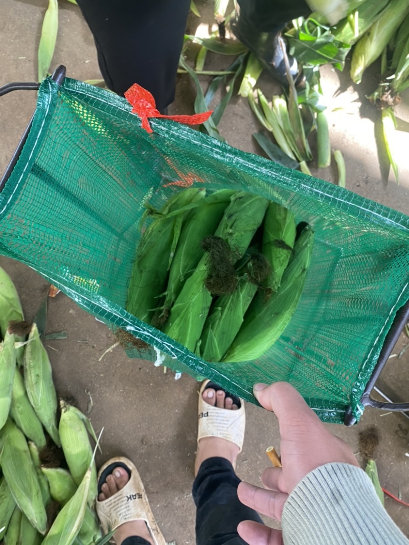 湛江水果玉米品种齐全全国发货对接电商欢迎来电