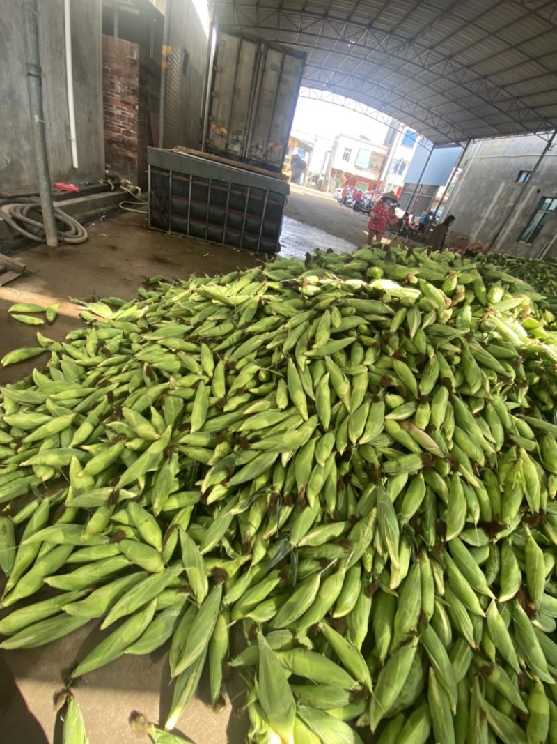 湛江水果玉米品种齐全全国发货对接电商欢迎来电