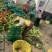 湛江水果玉米品种齐全全国发货对接电商欢迎来电